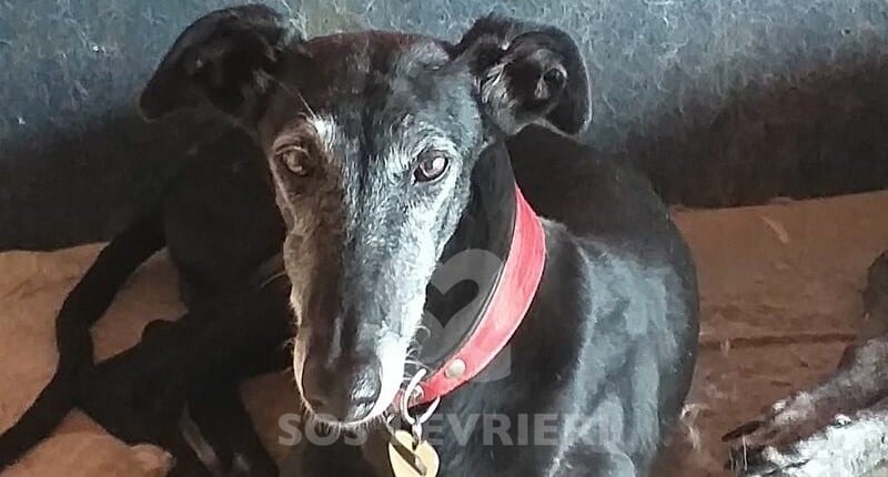 Giulietta Galgo