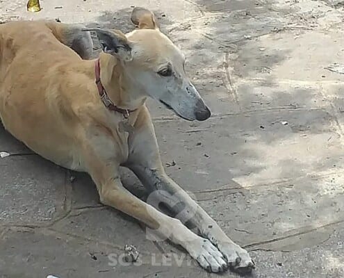 Josela 2 Galgo