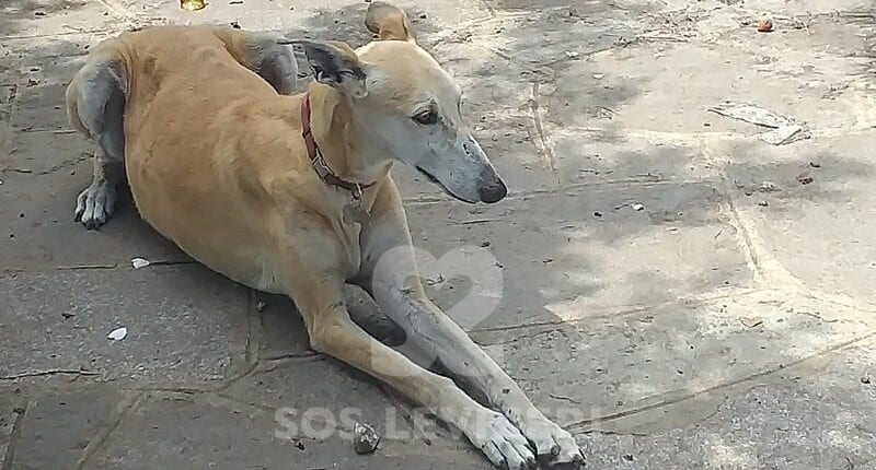 Josela 2 Galgo