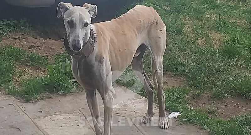 Luis 2 Galgo