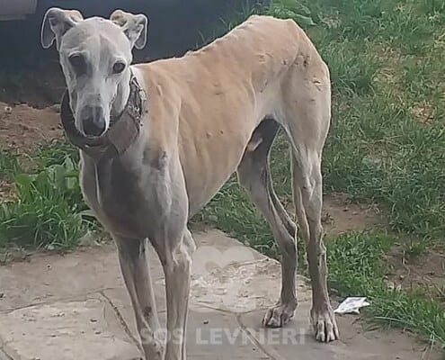 Luis 2 Galgo