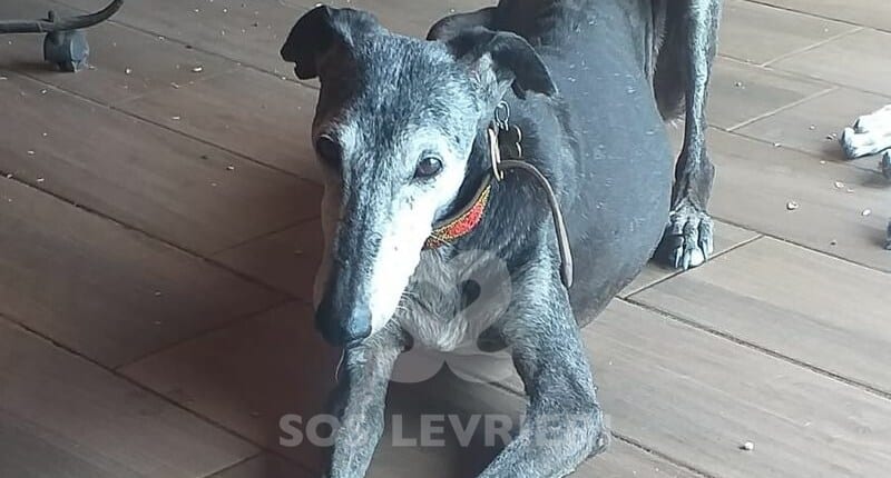 Lyuba Galgo