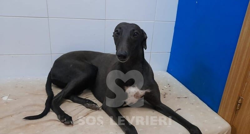 Morena Galgo