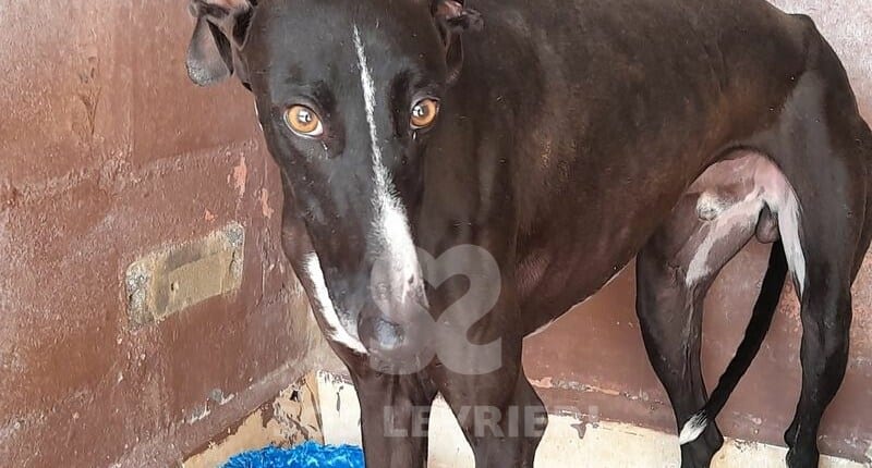 Morfeo 2 Galgo