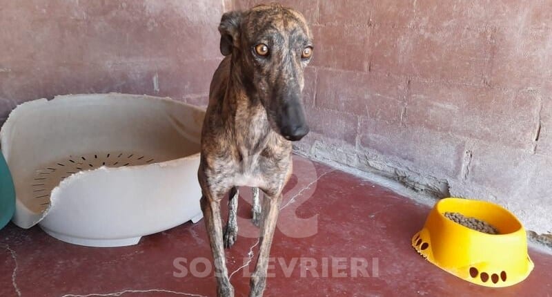 Rocio Galgo