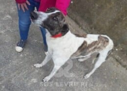 Rocko Greyhound