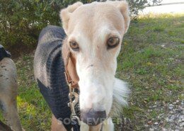 Romeo 5 Galgo