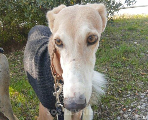 Romeo 5 Galgo