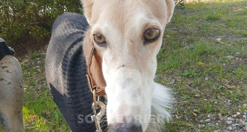 Romeo 5 Galgo