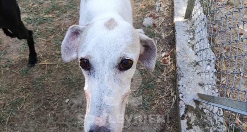 Santiago Galgo