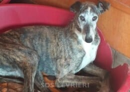 Tobia Galgo