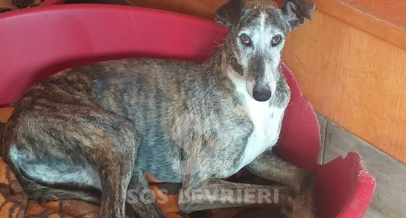 Tobia Galgo