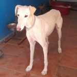 Almendra Galgo