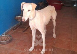 Almendra Galgo