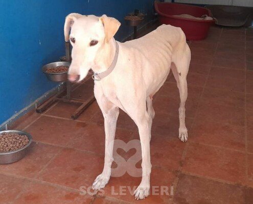 Almendra Galgo