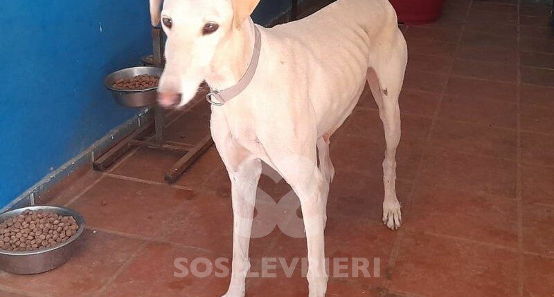 Almendra Galgo