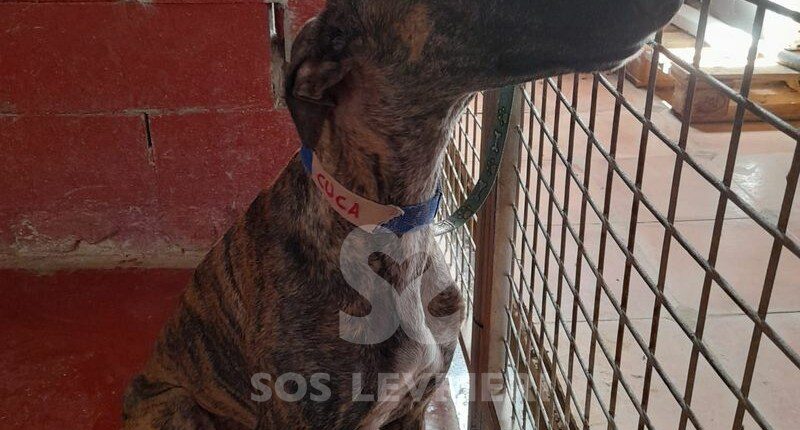Cuca Galgo