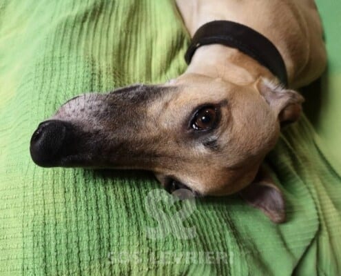 Dago Whippet