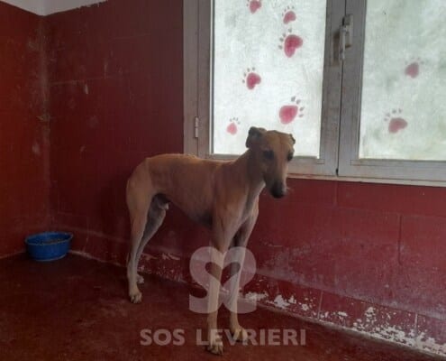 Faruk Galgo