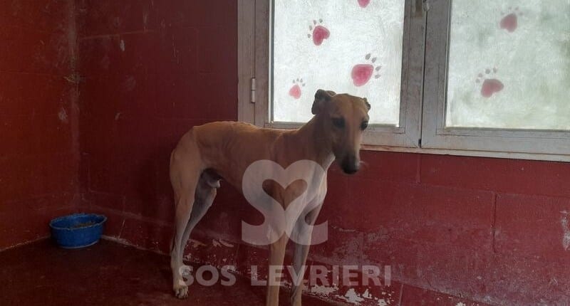 Faruk Galgo