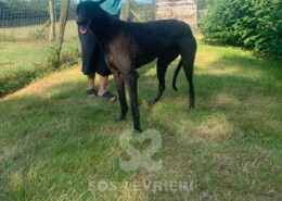 Frank 2 Greyhound