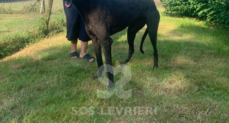 Frank 2 Greyhound