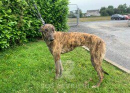 Jenny Greyhound