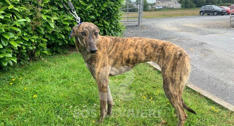 Jenny Greyhound