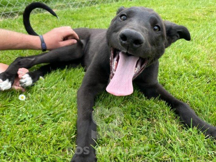 Jj Greyhound Jj Greyhound