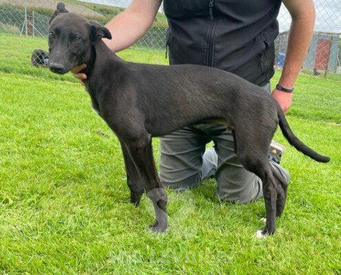 Jj Greyhound