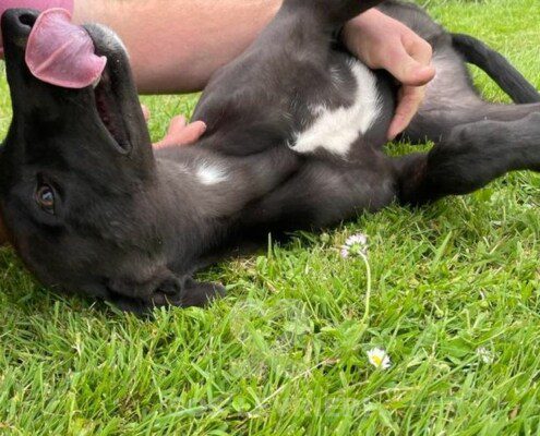 Jj Greyhound