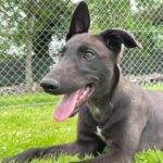 Jj Greyhound