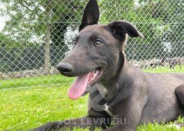 Jj Greyhound