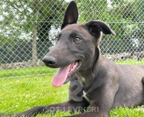 Jj Greyhound