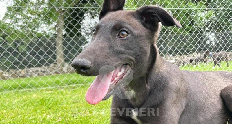 Jj Greyhound