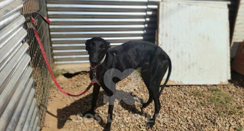 Kalimero Galgo