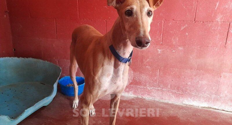 Lua Galgo