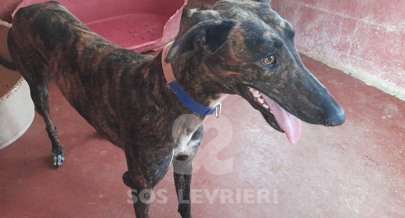 Maki Galgo