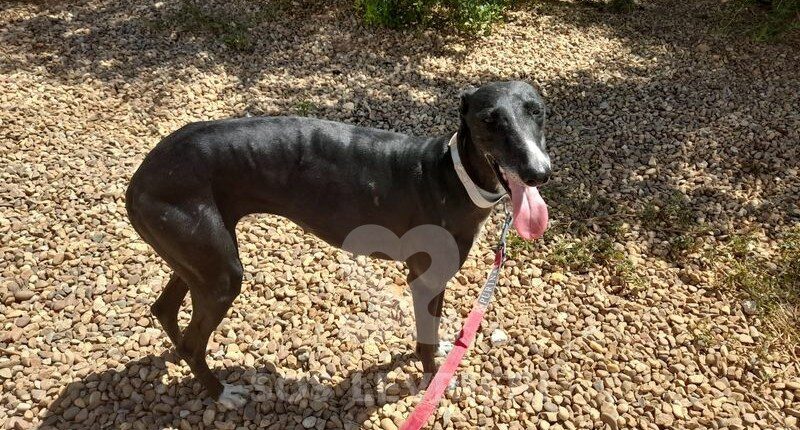 Malva Galgo