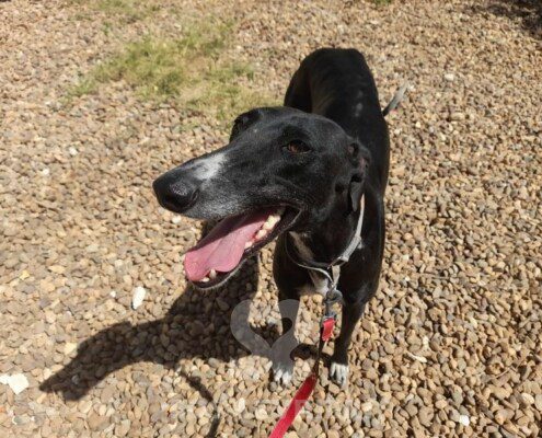 Malva Galgo