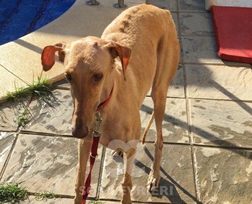 Mandarina Galgo