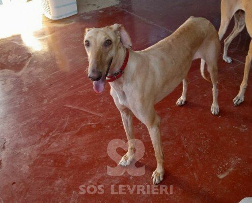 Mandarina Galgo