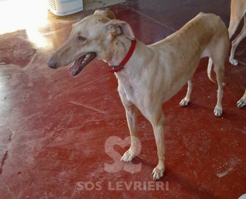 Mandarina Galgo