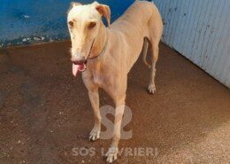 Mandarina Galgo