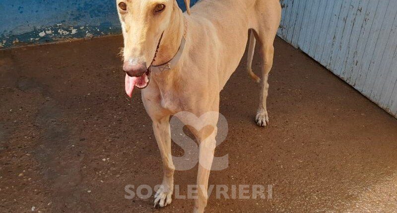 Mandarina Galgo