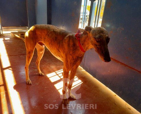 Omar Galgo