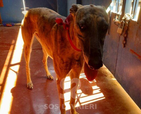 Omar Galgo