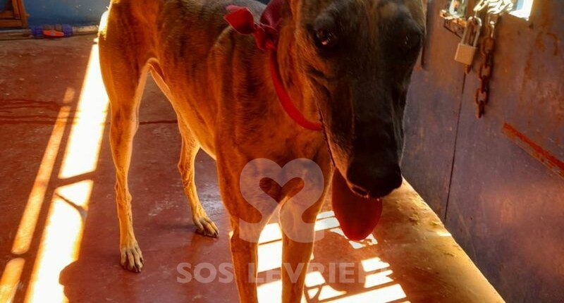 Omar Galgo