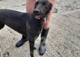 Bootsy Greyhound