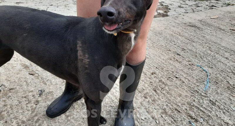 Bootsy Greyhound